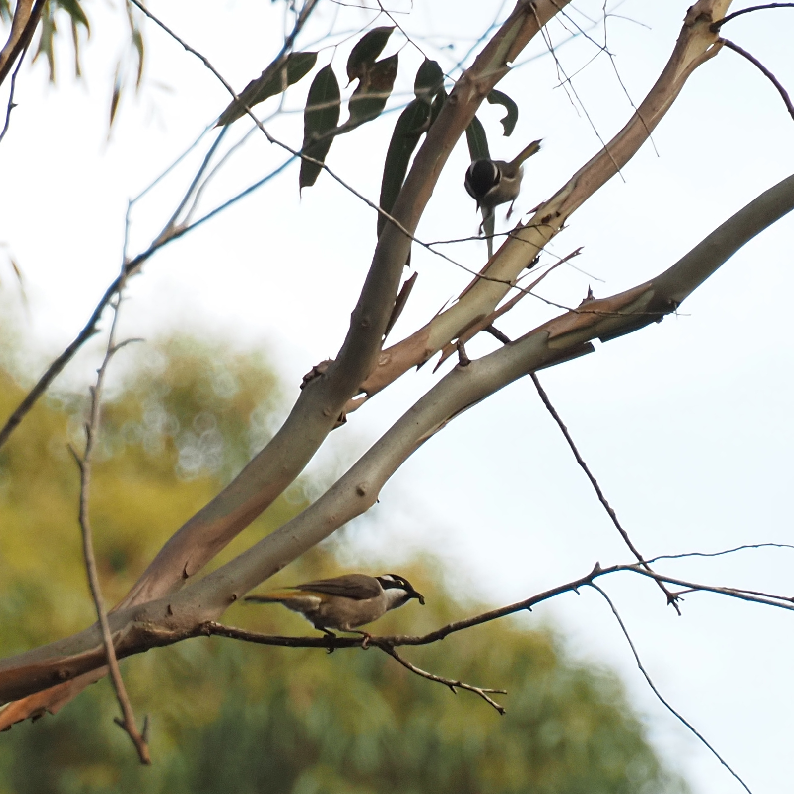 Strong-billed Honeyeater (Melithreptus validirostris), photo 5