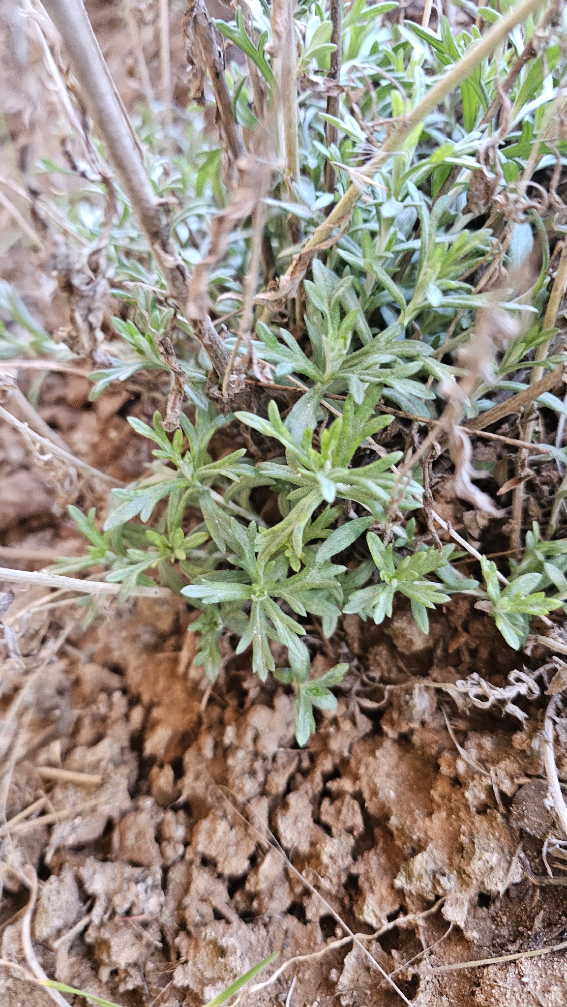 Imagem de Artemisia ludoviciana