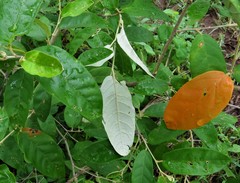 Croton menyharthii