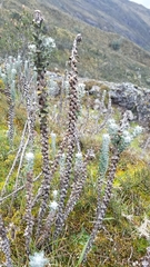 Lasiocephalus ovatus