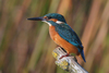 Common Kingfisher - Photo (c) Mark Kilner, some rights reserved (CC BY-NC-SA)