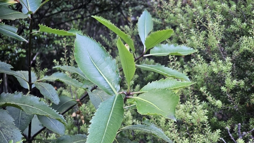 Kahurangi Pittosporum (Pittosporum dallii)
