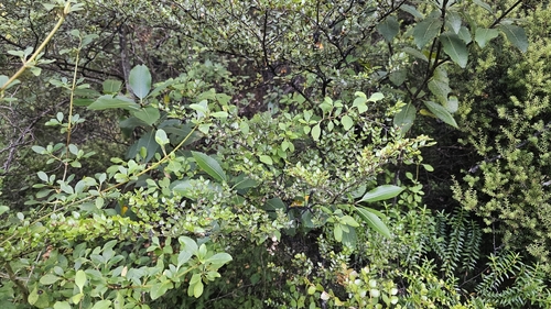 Pittosporum dallii, photograph 1