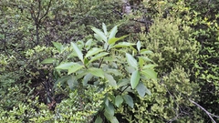 Pittosporum dallii, photograph author not stated, no rights reserved