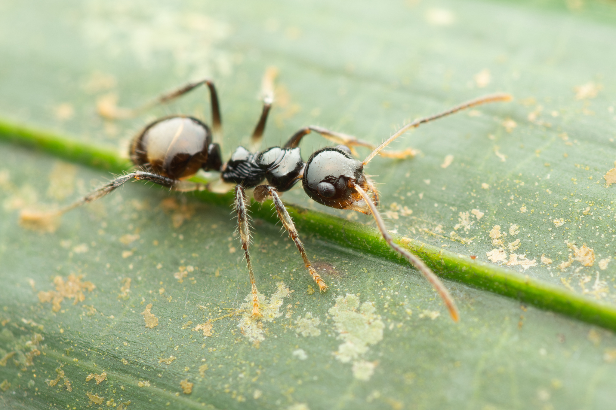 Teratomyrmex substrictus
