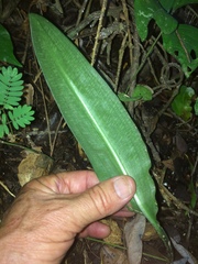 Scadoxus membranaceus