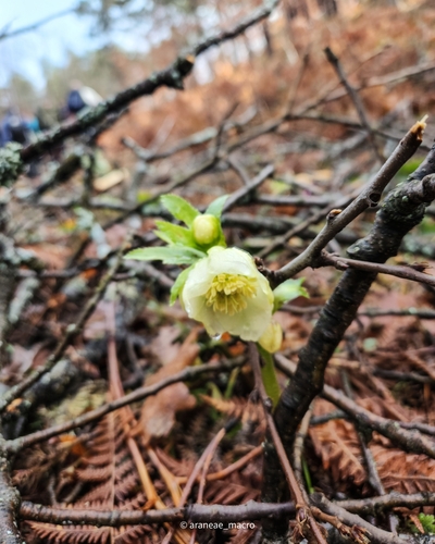 Lenten-rose