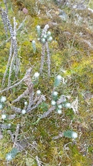 Lasiocephalus ovatus