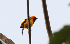 Icterus auricapillus