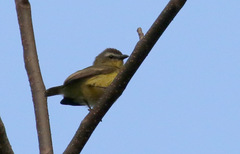 Ornithion brunneicapillus