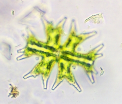 Micrasterias mahabuleshwarensis
