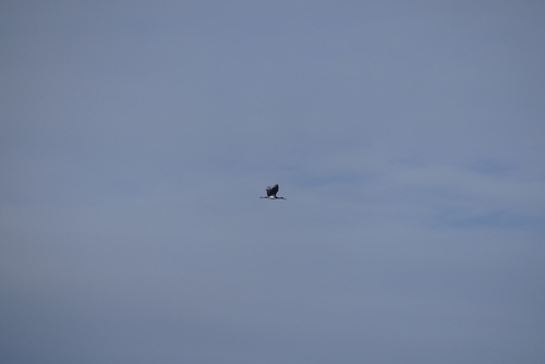 Black Stork (Ciconia nigra), photo 6