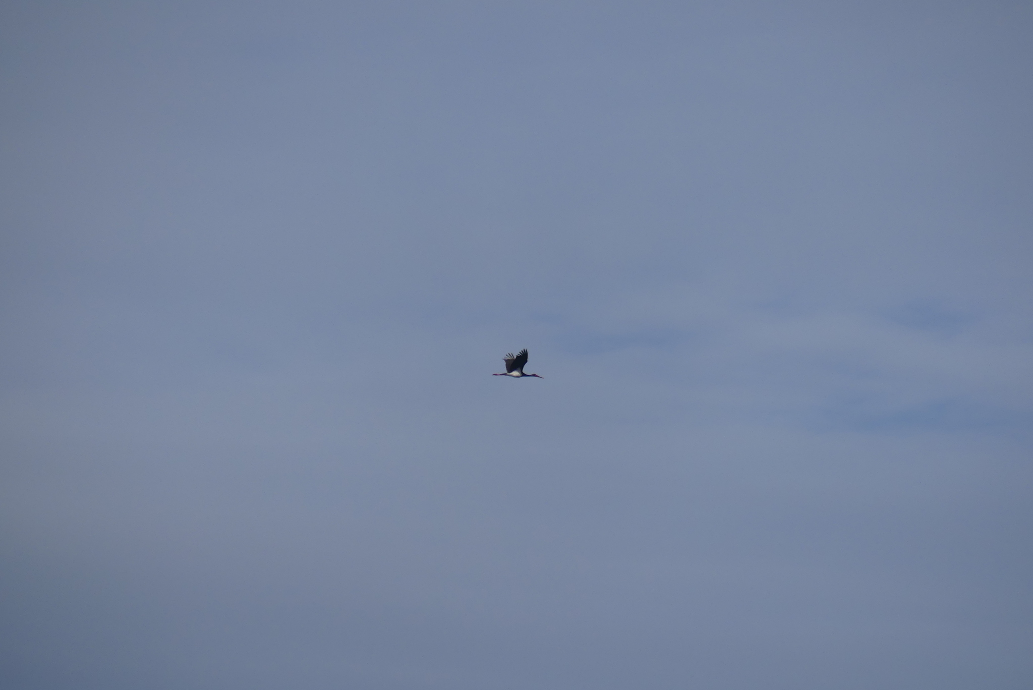 Black Stork (Ciconia nigra), photo 6