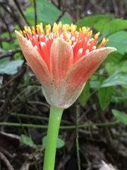 Scadoxus membranaceus