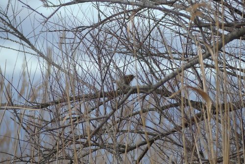 Eurasian Wryneck (Jynx torquilla), photo 4