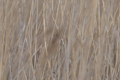 Moustached Warbler (Acrocephalus melanopogon), photo 2