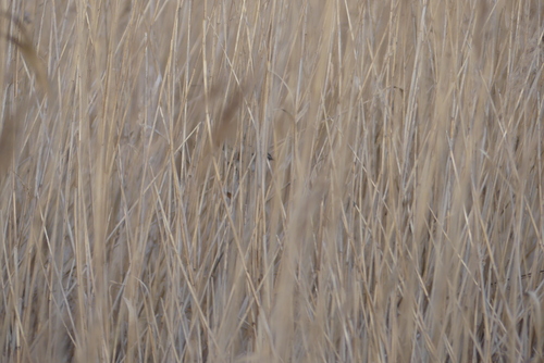 Moustached Warbler (Acrocephalus melanopogon), photo 3