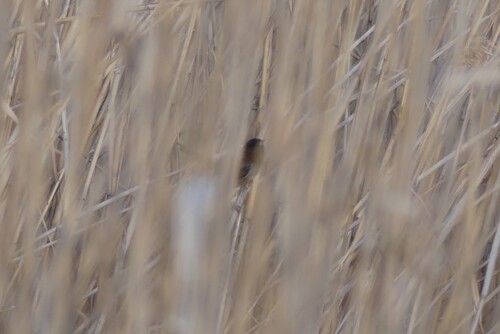 Moustached Warbler (Acrocephalus melanopogon), photo 5