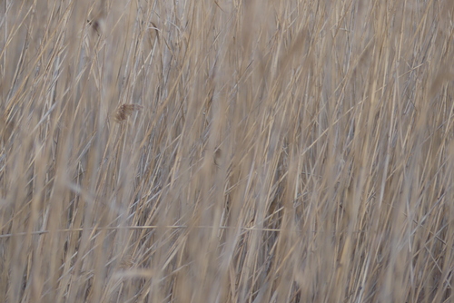 Moustached Warbler (Acrocephalus melanopogon), photo 6