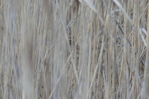 Moustached Warbler (Acrocephalus melanopogon), photo 8