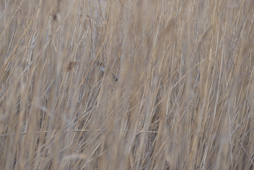 Moustached Warbler (Acrocephalus melanopogon), photo 7
