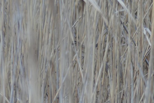 Moustached Warbler (Acrocephalus melanopogon), photo 9