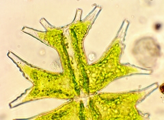 Micrasterias mahabuleshwarensis