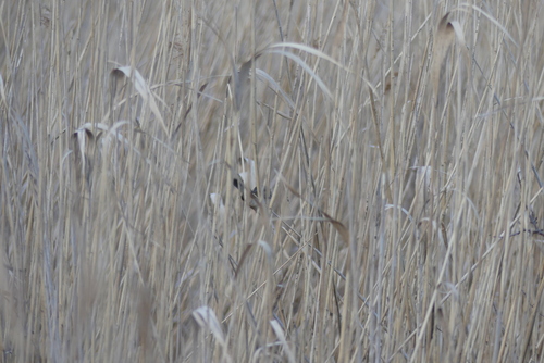 Moustached Warbler (Acrocephalus melanopogon), photo 10