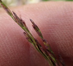 Deschampsia chapmanii