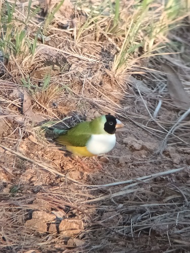 Gouldian Finch (Chloebia gouldiae), photo 7
