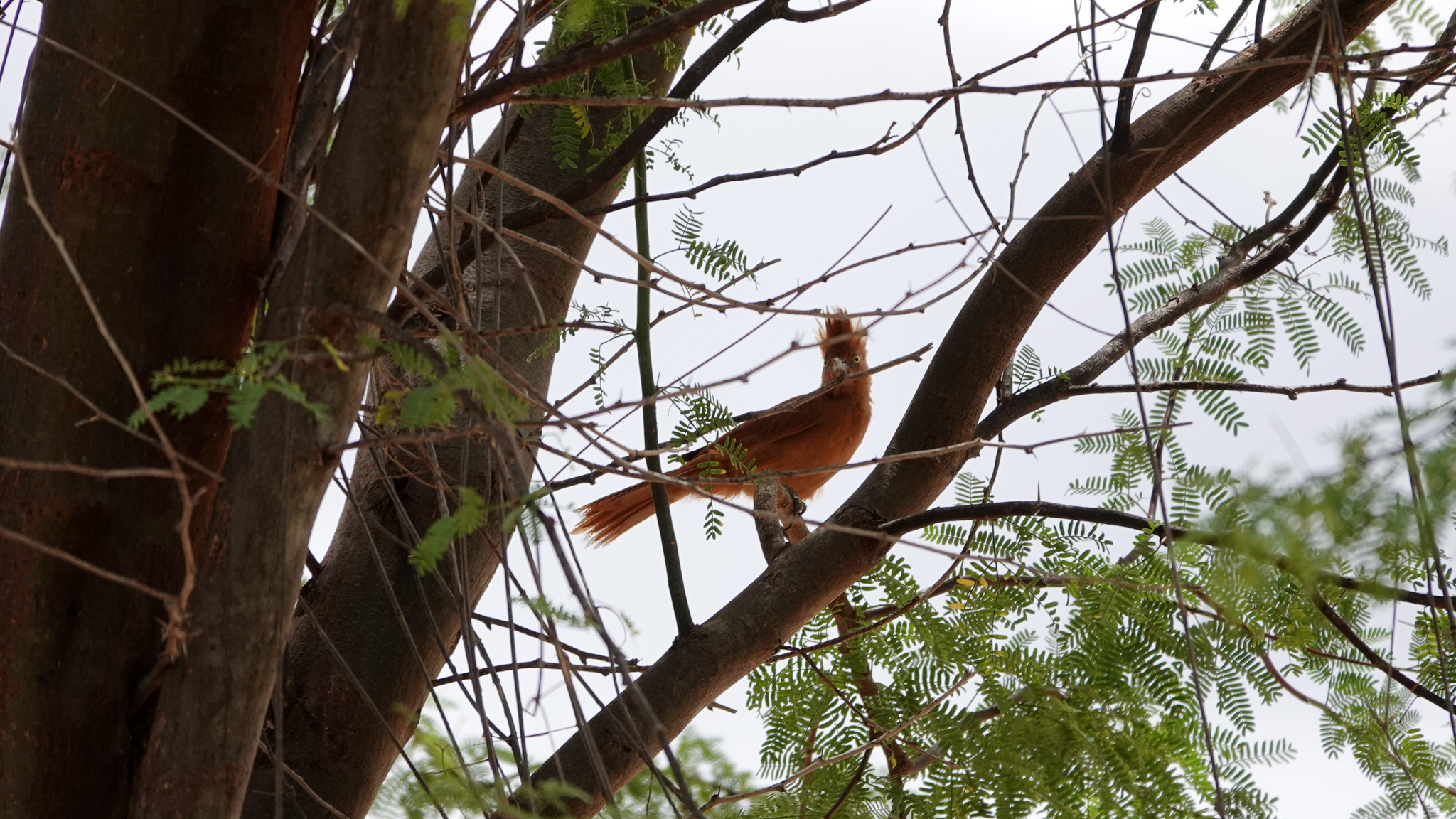 Caatinga Cacholote (Pseudoseisura cristata), photo 2