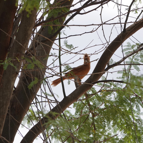 Caatinga Cacholote (Pseudoseisura cristata), photo 3