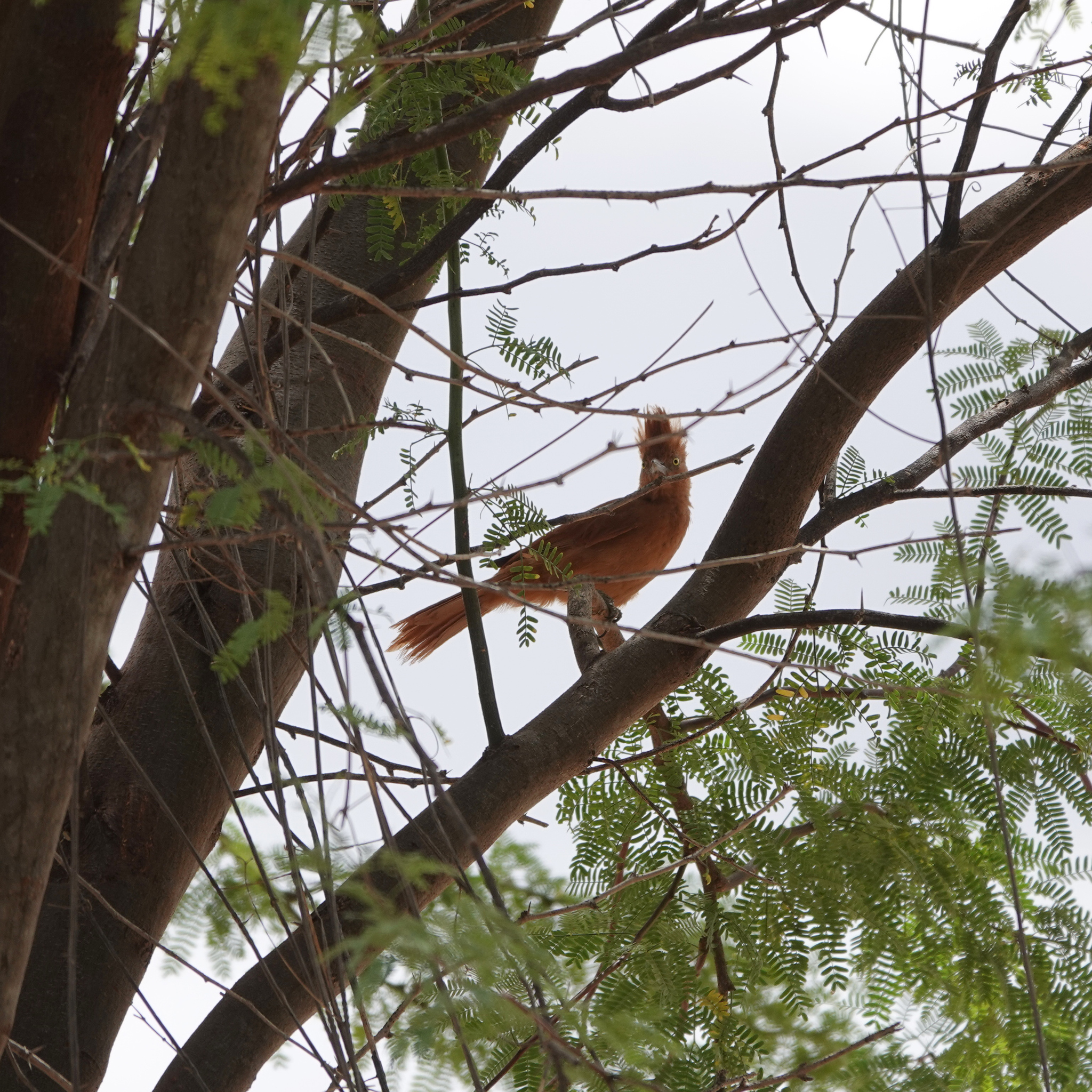 Caatinga Cacholote (Pseudoseisura cristata), photo 3