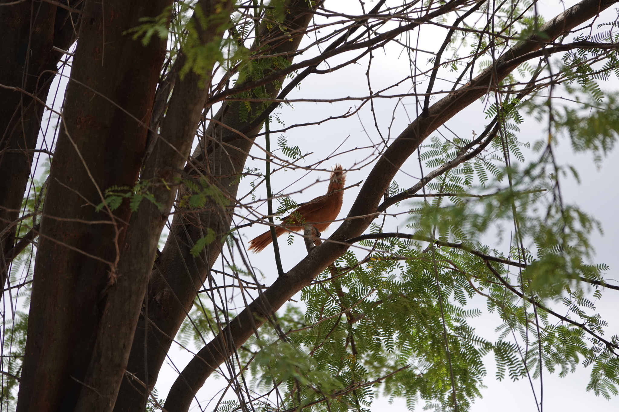 Caatinga Cacholote (Pseudoseisura cristata), photo 4