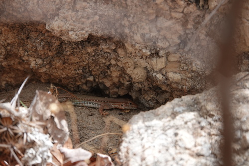 Spix's Whiptail, Ameivula ocellifera