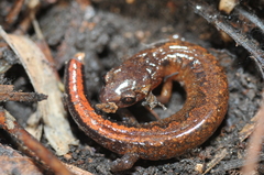 Plethodon websteri