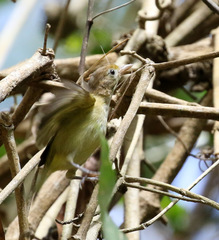 Pachysylvia aurantiifrons