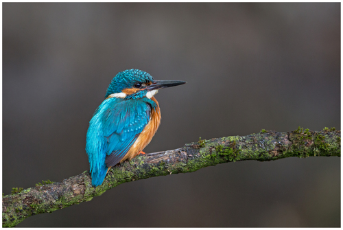 Common Kingfisher, photo 3 of 8