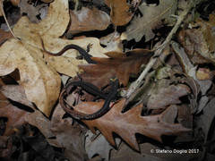 Salamandrina perspicillata