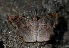 Antigonus erosus