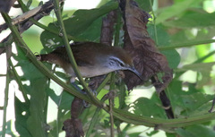 Cantorchilus leucotis