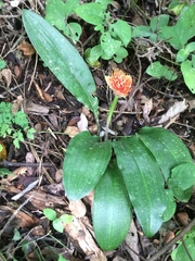 Scadoxus membranaceus