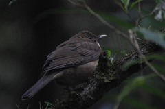 Turdus plebejus