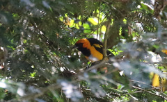 Icterus auricapillus