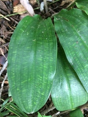 Scadoxus membranaceus