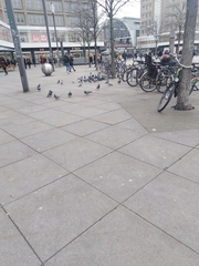 Columba livia domestica