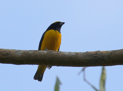 Euphonia trinitatis