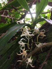 Cyrtorchis