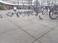 Columba livia domestica