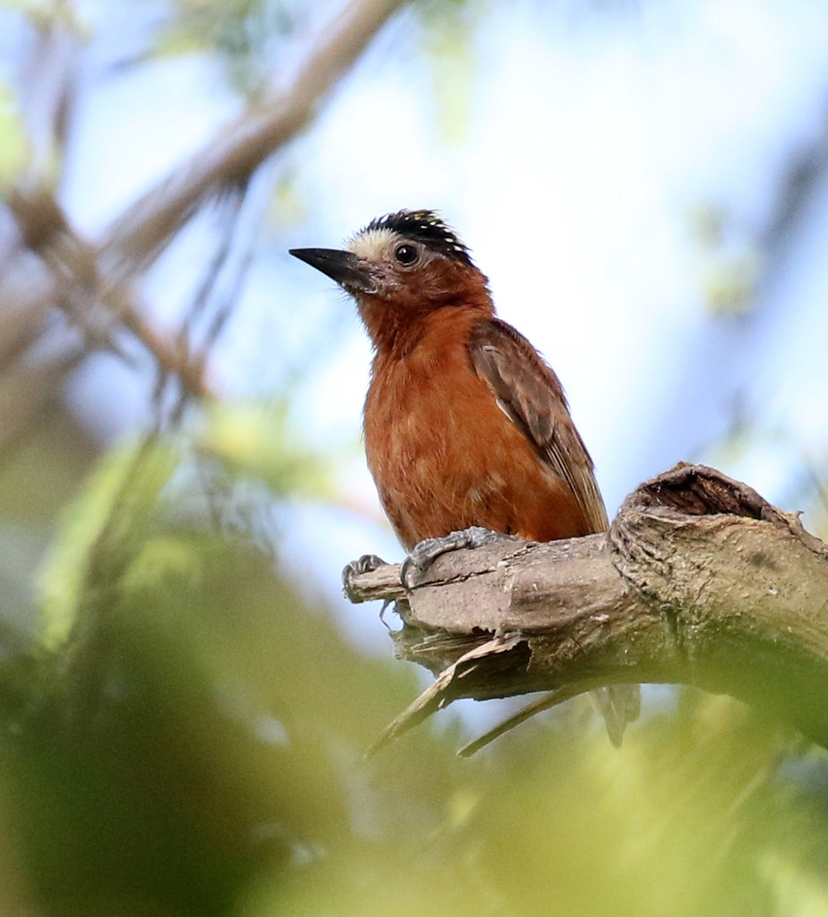 Chestnut Piculet photo